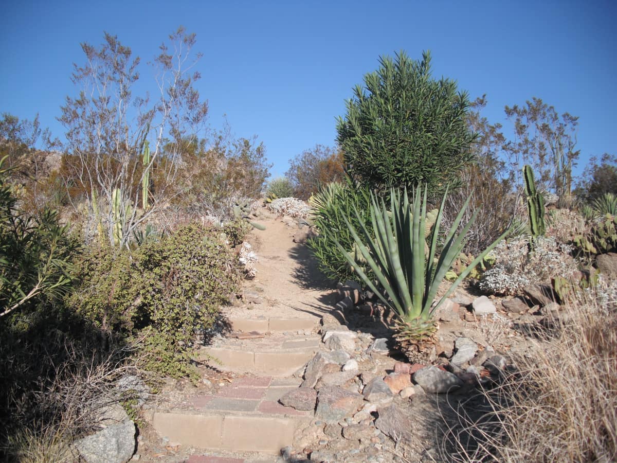 Path winding through the resort's desert garden